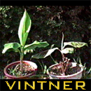Vintmer's Avatar