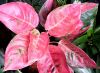 Aglaonema_X3.JPG