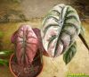 Alocasia_cuprea_Red.JPG