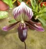 Paph_barbatum_Gopeng.JPG