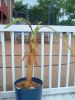 Ice_Cream_2_05-16-09.JPG