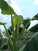 Ice_Cream_2_10_08-03-10_2_.JPG