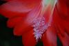 Close_Up_Night_Blooming_Cereus.JPG