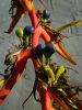 heliconia_seeds_007.jpg