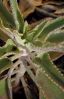 Kalanchoe_daigremontiana.jpg