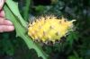 Ripe_Yellow_Dragon_Fruit_8_12_09.JPG