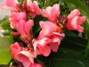 2010_0612purses0001.JPG