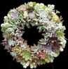 succulent_wreath.jpg