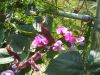Blakes_plant_pictures_648.jpg