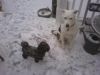 CID_snow_dogs.jpg
