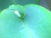 leaf.jpg