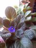 African_Violet_Bloom2.jpg