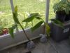 DSCF4476.JPG