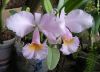 Cattleya_schroederae_crop.JPG