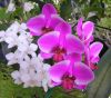 Phalaenopsis_Hybridizer_s-Dream5_crop.JPG