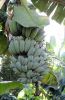 Blue_Java_Fruit_20_Jan_2013.JPG