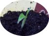 musa_sik_h_hybrid4_640.jpg