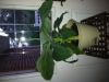 Mystery_Banana_Plant_Bought_from_a_supermarket.JPG