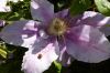 Ladybird_resting_on_Clematis_Bee_s_Jubilee_01_06_2012.JPG