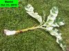 14_ft_Rhino_Horn_may_24.jpg