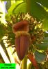NTSP_Bloom_mar-6.jpg