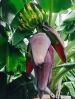 PR_Dwarf_Super_Plantain_on_September_15_2015_3.jpg