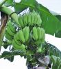 123_bananas_001.jpg