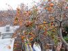 12_21_09_fuyo_persimmons.jpg