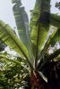 1_tall_ensete.JPG