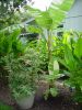 Ae_Ae_with_pup_Costus_Speciosus_Var_in_pot.JPG