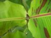 Another_New_Leaf.JPG