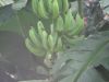 Banana_0028.jpg