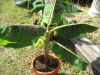 Banana_Plants_019.jpg