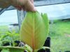 Banana_from_seed_small_amount_of_streaks_on_leaf.jpg