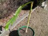 Banana_plant_basjoo_march_7_004.JPG