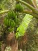 Banana_tree_081408.jpg
