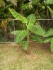 Bananas-July_2006_006.jpg