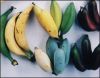 Bananas_Special_colourful_Israeli_types.jpg