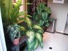Birds_Nest_Fern_Zebra_plant_Dieffenbachia_calathea.JPG