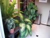 Birds_Nest_Fern_Zebra_plant_Dieffenbachia_calathea.JPG