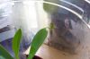 Blakes_plant_pictures_555.jpg