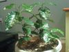 Coffee_plant_2.jpg