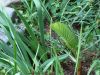 DSC02040.JPG