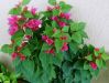 DSC02080.JPG