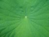 DSC02137.JPG