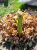 DSC03511.JPG