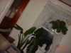 DSC09009.JPG
