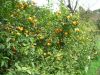 DSCN0980.JPG