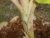 DSCN4553.JPG