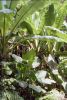 Ensete_alocasias.JPG